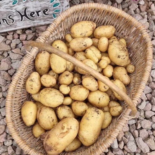 Nicola Potato Grow Kit